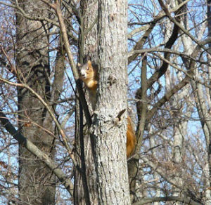 Hole up-squirrel in a tree