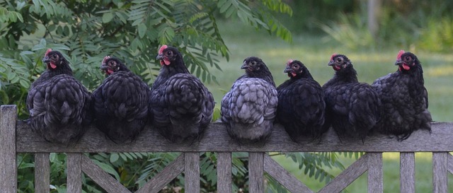 Chickens Come Home to Roost--chickens on a fence