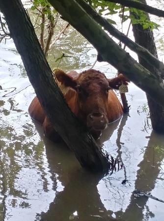 Ox in the Ditch--cow in water behind trees