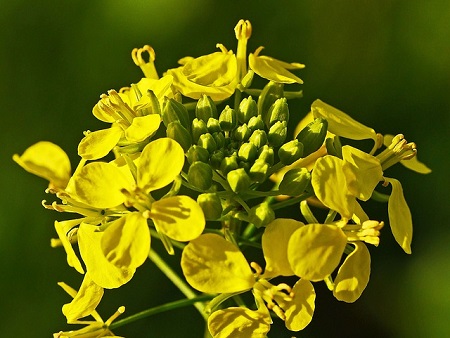 Cut the Mustard-mustard flower