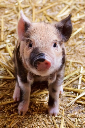 Lipstick on a Pig--baby pig