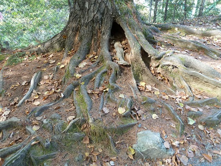 Run Deep--tree roots on the ground
