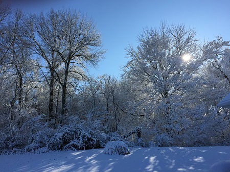 Out of Whack-- dark, snow covered trees with sun shining through