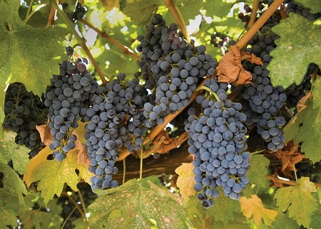 Sour grapes--grapes on a vine