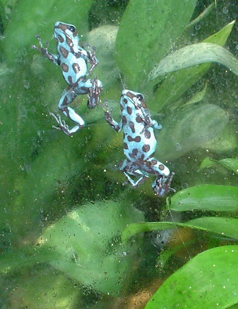 Heebie-jeebies--two small frogs