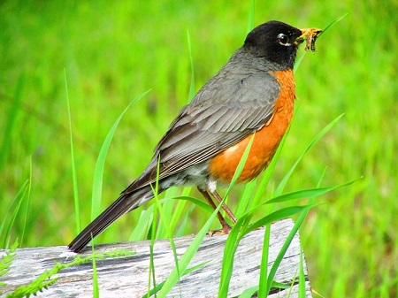 The Early Bird Gets the Worm--robin with worm
