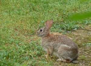 Chasing Rabbits--rabbit sitting