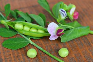 Two Peas in a Pod--peas in and out of a pod with flowers