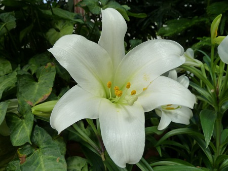 Gild the Lily--white lily bloom