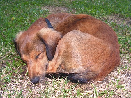 Let Sleeping Dogs Lie--dog curled up in sleep