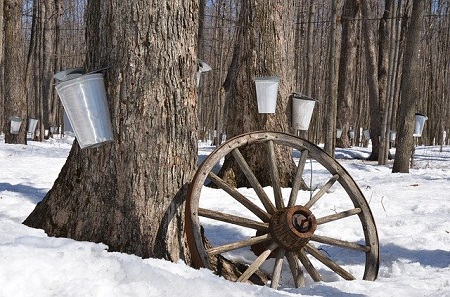 Nose Runs Like a Sugar Tree--maple tree with sap buckets