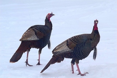 Cold Turkey--two turkeys in the snow