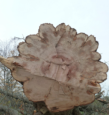 Bite the Dust-Fallen oak Tree trunk circles