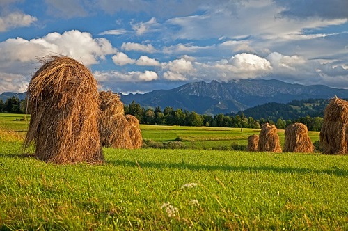 Needle in a Haystack--field of haystacks