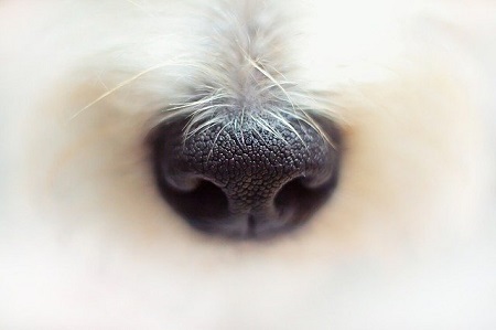 Cut Off Your Nose to Spite Your Face--closeup of a white dog's nose