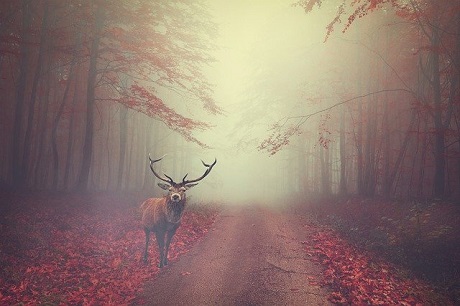 Deer in the Headlights-deer on a foggy road 