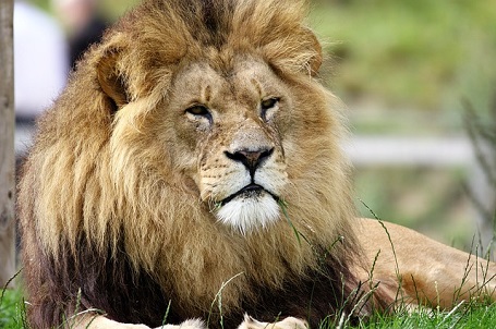Big Head--Closeup of lion's head
