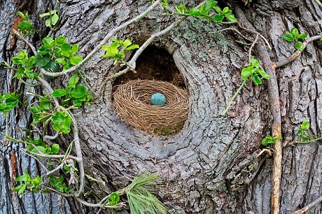 Nest Egg--robin's nest in a hole in a tree trunk