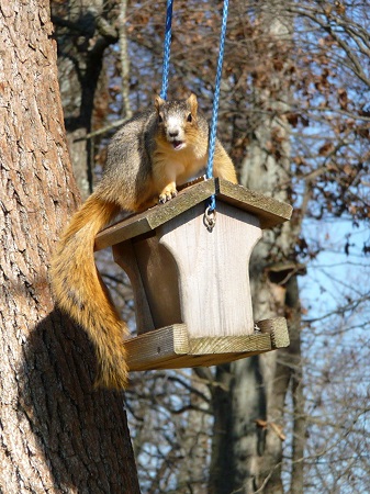 Stuck Up--Squirrel on top of bird feeder