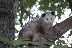 Play Possum--possum with 3 babies on her back on a tree limb