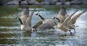 What's Good for the Goose Is Good for the Gander - Diana Derringer
