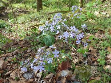 Dirt-poor - Diana Derringer